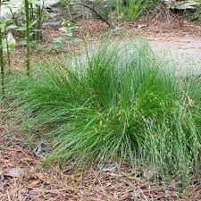 A Guide to Growing and Caring for Carex Grass (Carex) - Agric4Profits