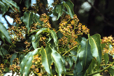 10 Medicinal Health Benefits of Huang Bai (Phellodendron Amurense)