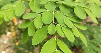 11 Medicinal Health Benefits of Drumstick tree (Moringa oleifera)