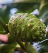 7 Medicinal Health Benefits of Noni (Morinda citrifolia) 7 Medicinal Health Benefits of Noni (Morinda citrifolia)