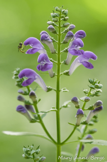 5 Medicinal Health Benefits of Scutellaria (Skullcap)