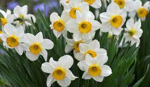 7 Medicinal Health Benefits of Daffodils (Narcissus plant)