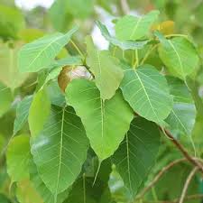 Medicinal Health Benefits of Ficus religiosa (Sacred Fig)