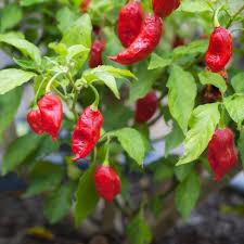 14 Medicinal Health Benefits of Ghost Pepper (Capsicum Chinese)