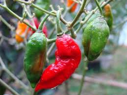 14 Medicinal Health Benefits of Ghost Pepper (Capsicum Chinese)