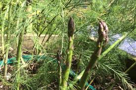 Health Benefits of Asparagus (Asparagus officinalis)