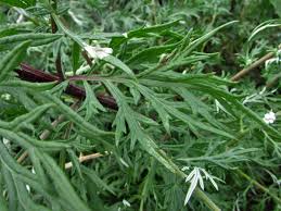 Health Benefits and Uses of Artemisia vulgaris (Mugwort)