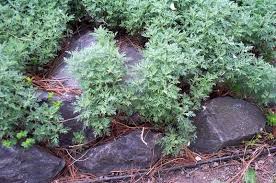 Health Benefits of Artemisia pontica (Roman Wormwood)