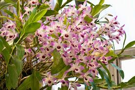 Avantages pour la santé de Dendrobium Nobile (Noble Dendrobium)