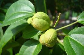 Avantages pour la santé de Croton tiglium l. (la Purge de Croton)