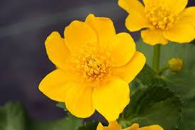 Avantages pour la santé de Caltha palustris (populage des Marais)