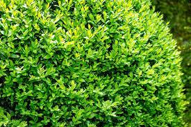 Avantages pour la santé de Buxus sempervirens (Buis)