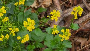 Health Benefits of Barbarea vulgaris (Yellow Rocket)