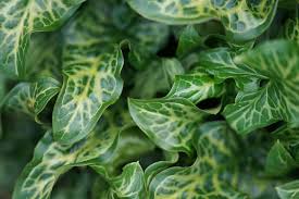 Health Benefits of Arum maculatum (Wild Arum)