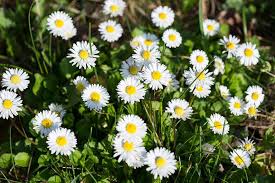Avantages pour la santé de Bellis Perennis (Daisy)