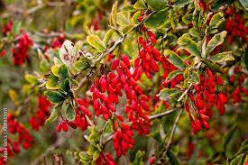 Health Benefits of Berberis vulgaris (Barberry)