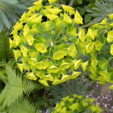 Medicinal Health Benefits of Euphorbia Lathyris (Caper Spurge)