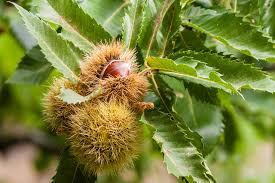 Medicinal Health Benefits of Castanea sativa (Sweet Chestnut Tree)