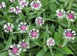 Medicinal Health Benefits of Centaurea Montana (Mountain Knapweed)
