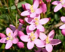 Medicinal Health Benefits of Centaurium erythraea (Common Centaury)