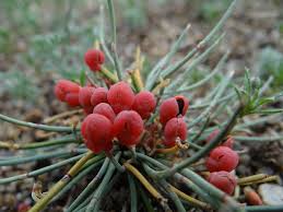 Medicinal Health Benefits of Digitalis purpurea (Foxglove)