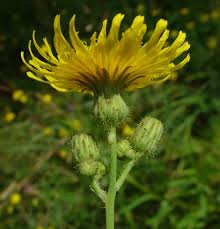 Health Benefits of Sonchus arvensis
