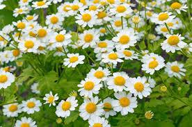 Tanacetum parthenium (Feverfew)