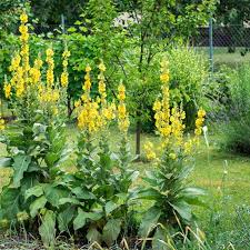 Health Benefits of Verbascum phlomoides