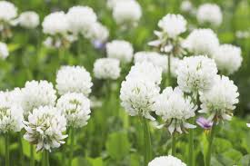 Health Benefits of Trifolium repens