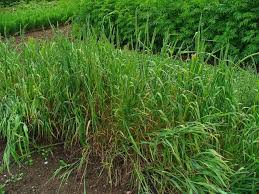 Health Benefits of Timothy grass