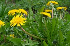 Taraxacum officinale (Dandelion