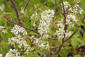 Health Benefits Of Amelanchier canadensis