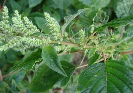 Health Benefits Of Amaranthus spinosus