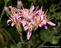 Health Benefits Of Acourtia microcephala