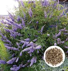 Health Benefits Of Vitex agnus-castus