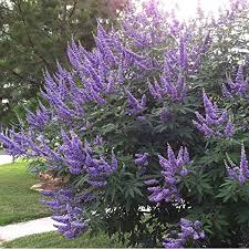 Health Benefits Of Vitex agnus-castus