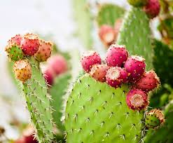 Health Benefits of Prickly Pear