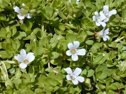 Health Benefits Of Bacopa monnieri