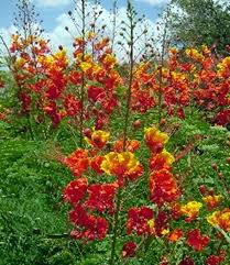 Health Benefits Of Caesalpinia pulcherrim