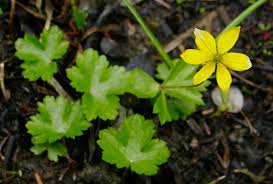 Health Benefits Of Anemonastrum richardsonii