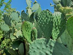 Health Benefits of Matud's Prickly Pear