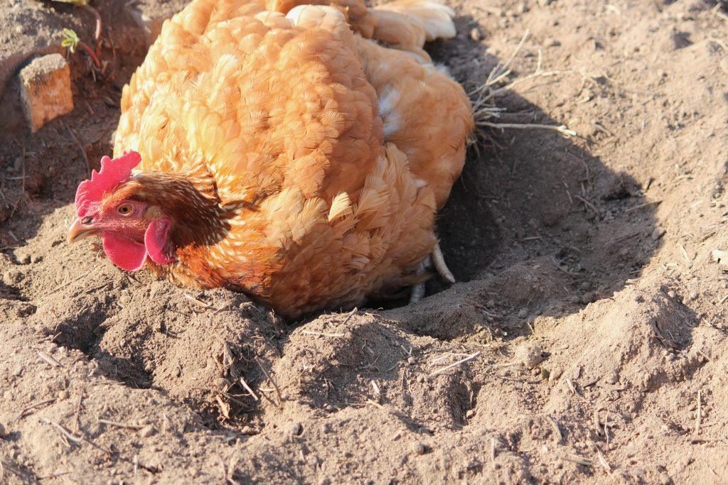 La volaille de la Maladie de Prévention et de Gestion des