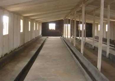 De combien d'Espace Vous avez Besoin pour Votre élevage de Volailles