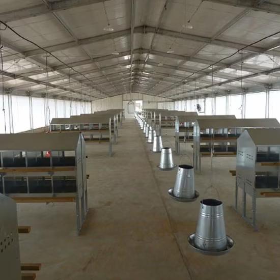 De combien d'Espace Vous avez Besoin pour Votre élevage de Volailles