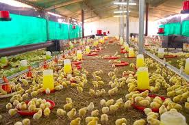 De combien d'Espace Vous avez Besoin pour Votre élevage de Volailles