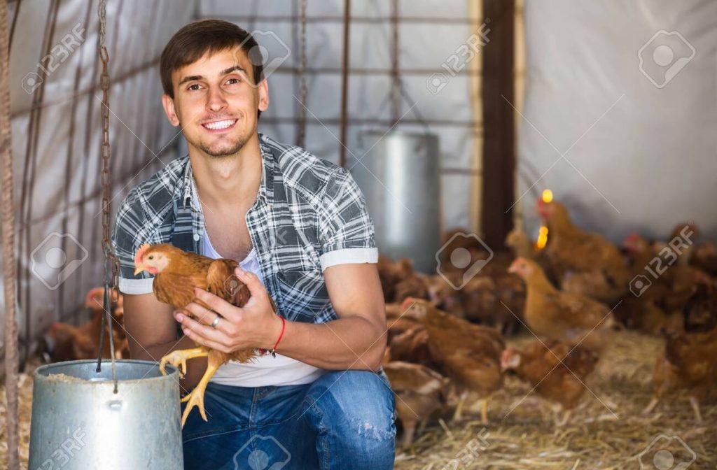 La volaille de tenue de documents et d'Évaluation de la Performance