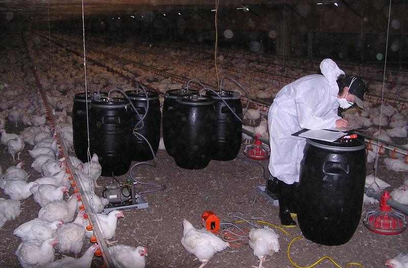 Comment Les Volailles De La Ferme Des Odeurs Peuvent Être Abordés