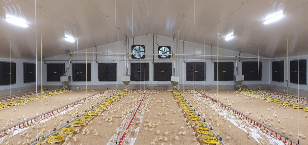 Comment Les Volailles De La Ferme Des Odeurs Peuvent Être Abordés