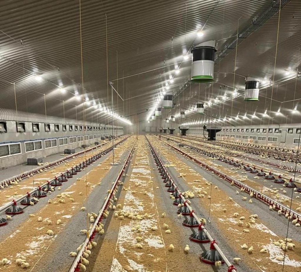 Comment Les Volailles De La Ferme Des Odeurs Peuvent Être Abordés