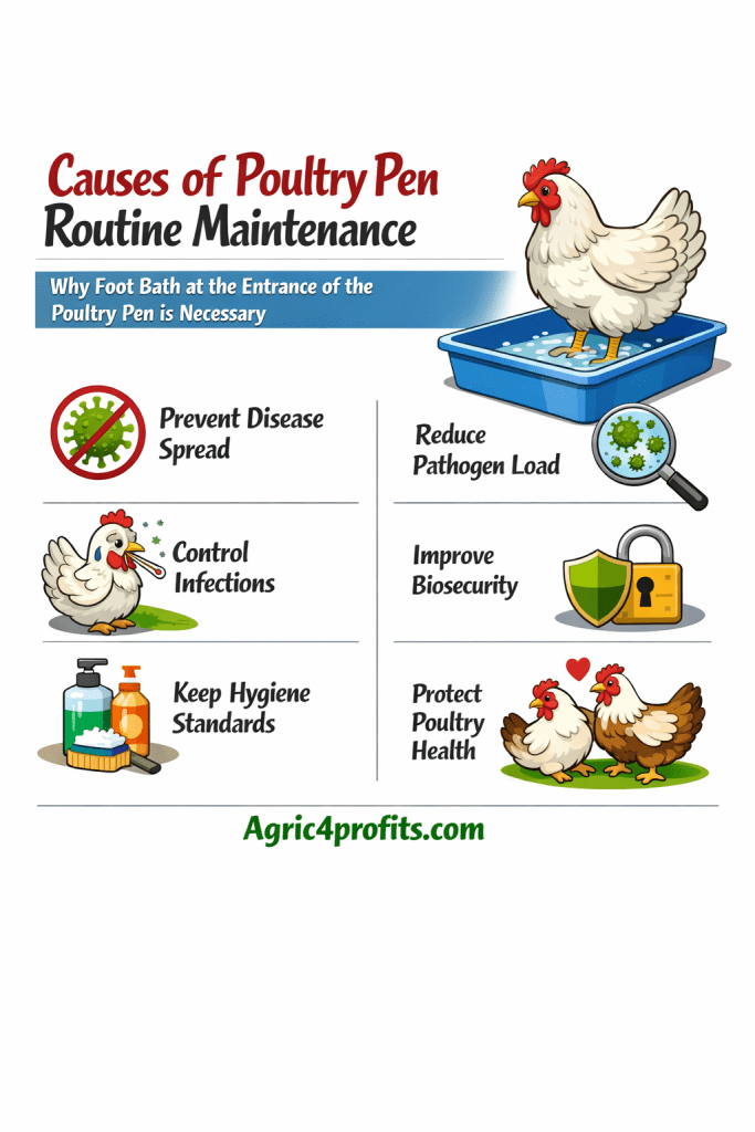 Poultry Pen Routine Maintenance: Why Foot Bath at the Entrance of the Poultry Pen is Necessary